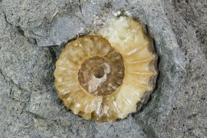 Fossil Ammonite (Promicroceras) - Lyme Regis #110708